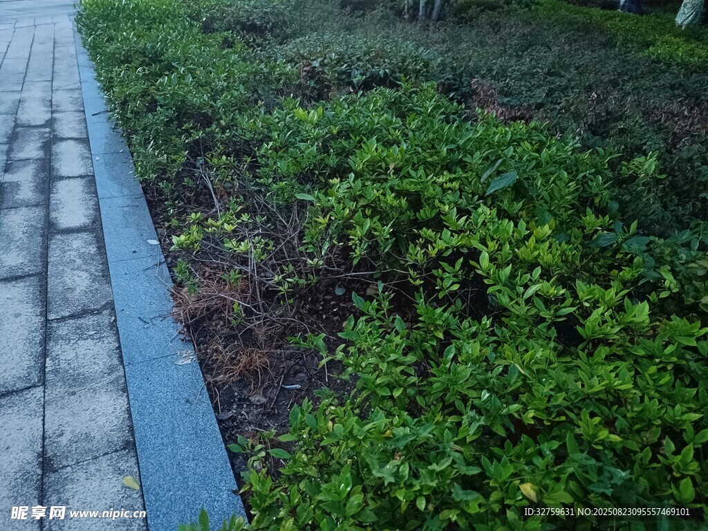 路边绿植景观