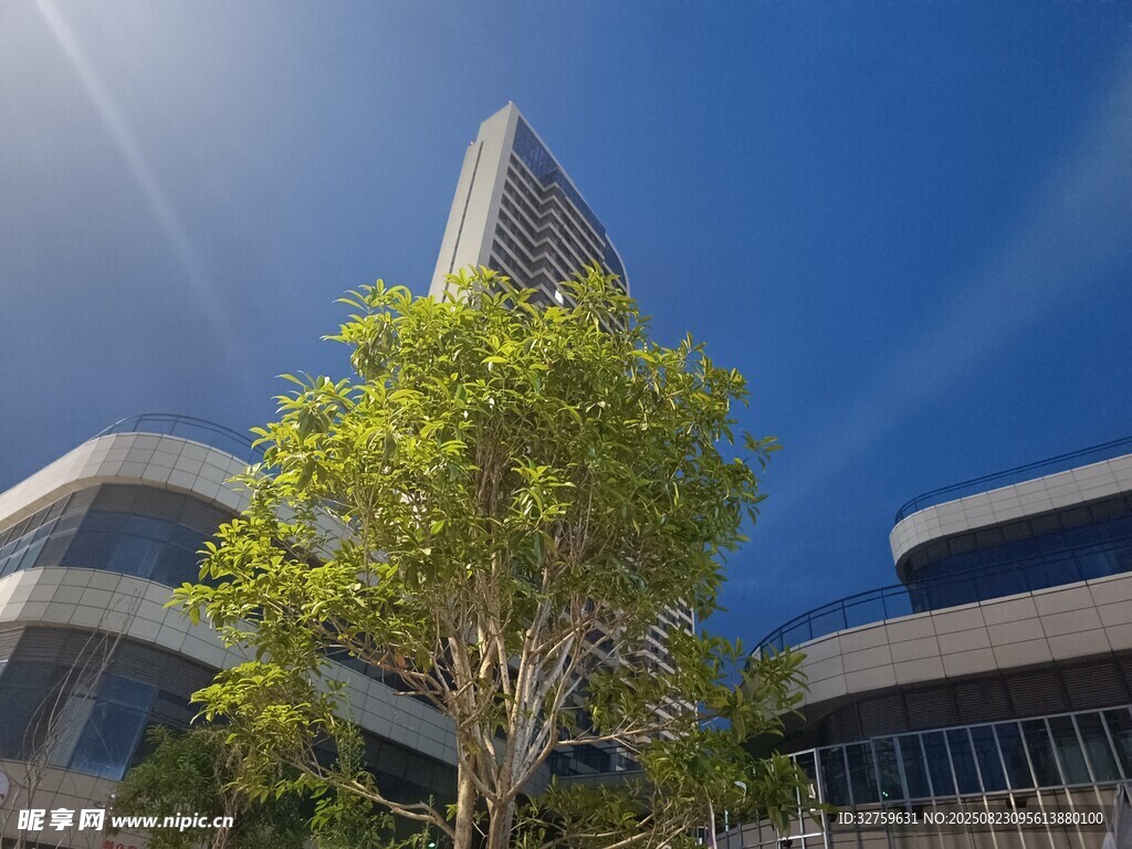 现代建筑旁的葱郁绿树