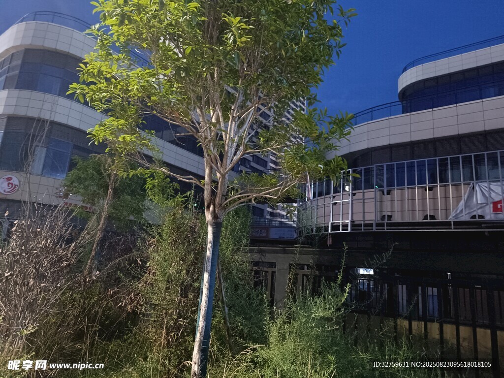 现代建筑旁的葱郁小树