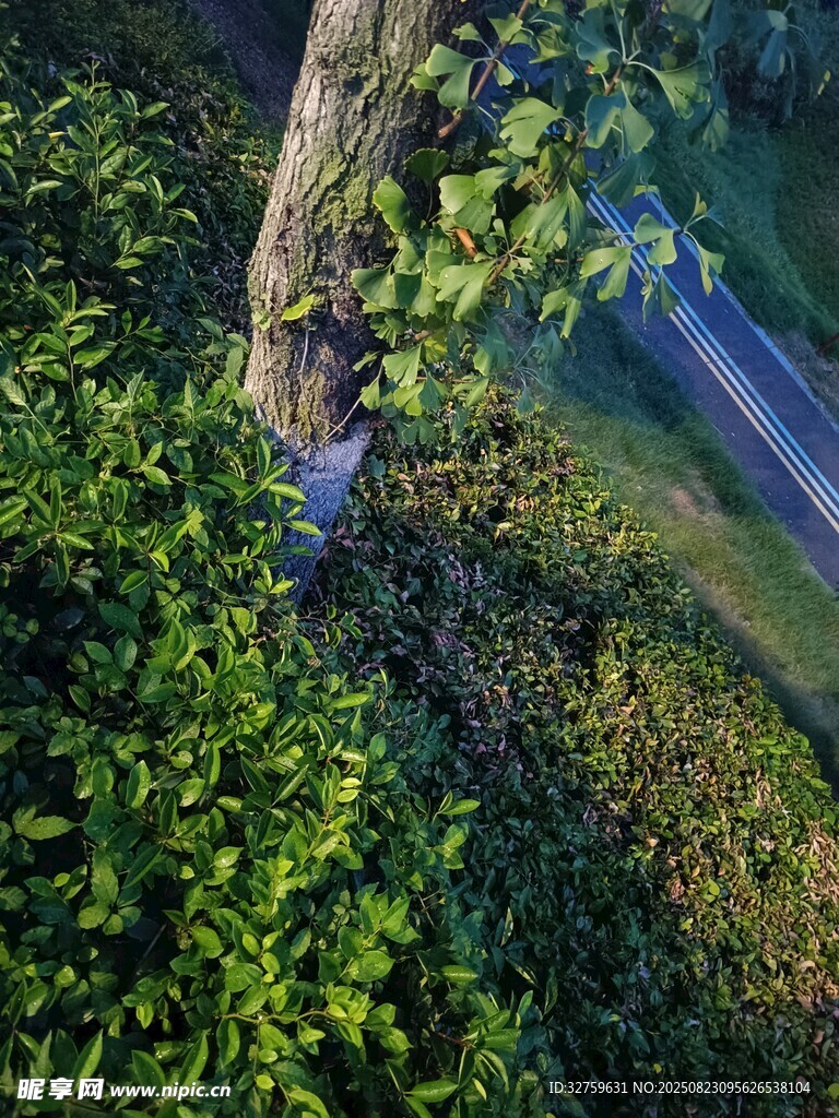 俯瞰林间公路与葱郁树木
