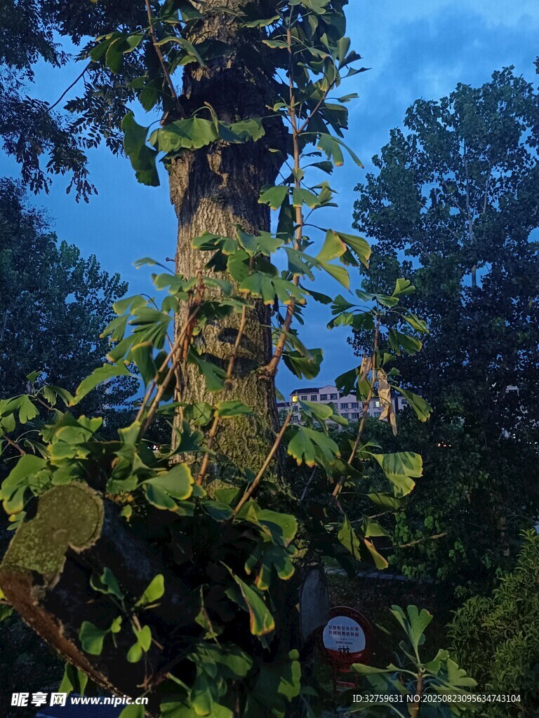 藤蔓缠绕的茂盛树木