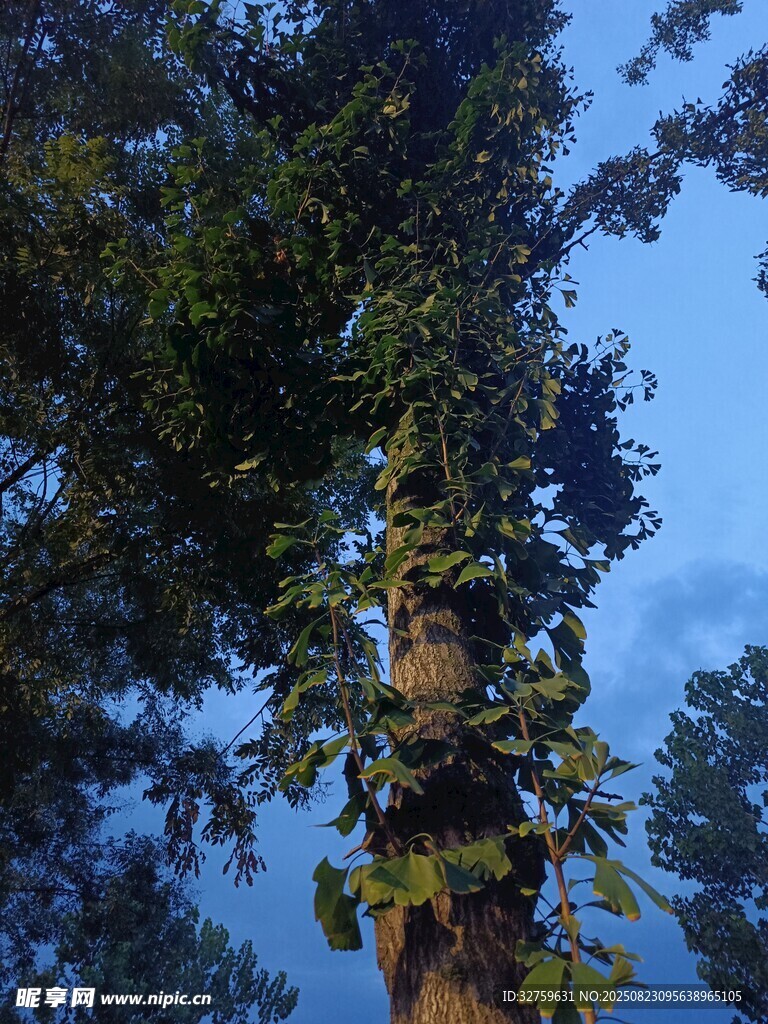 蓝天映衬下的繁茂树木