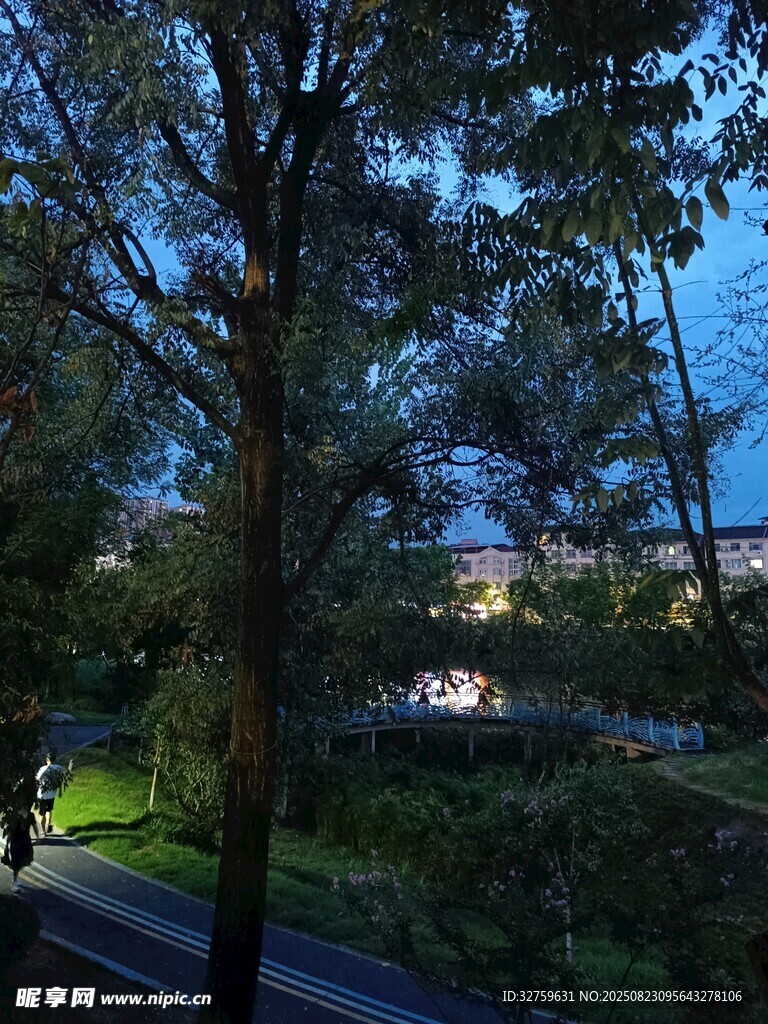 黄昏时分的林间道路景色