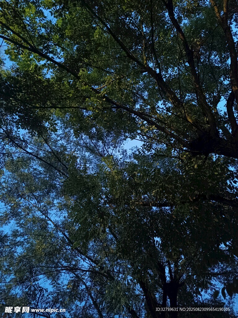 仰视繁茂枝叶间的天空