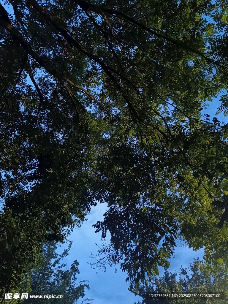 仰视繁茂枝叶与蓝天