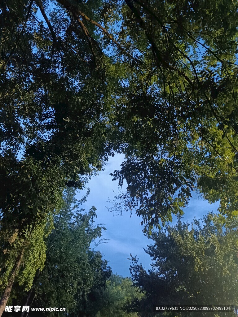 仰望林间蓝天绿树