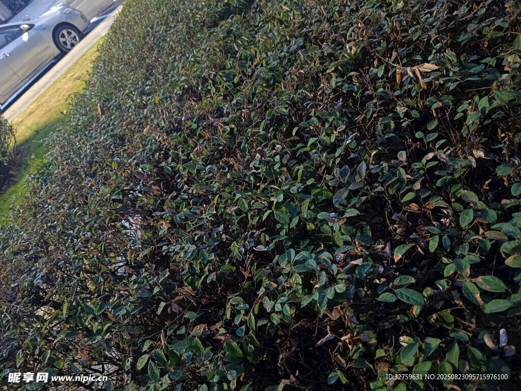 路边绿植景观