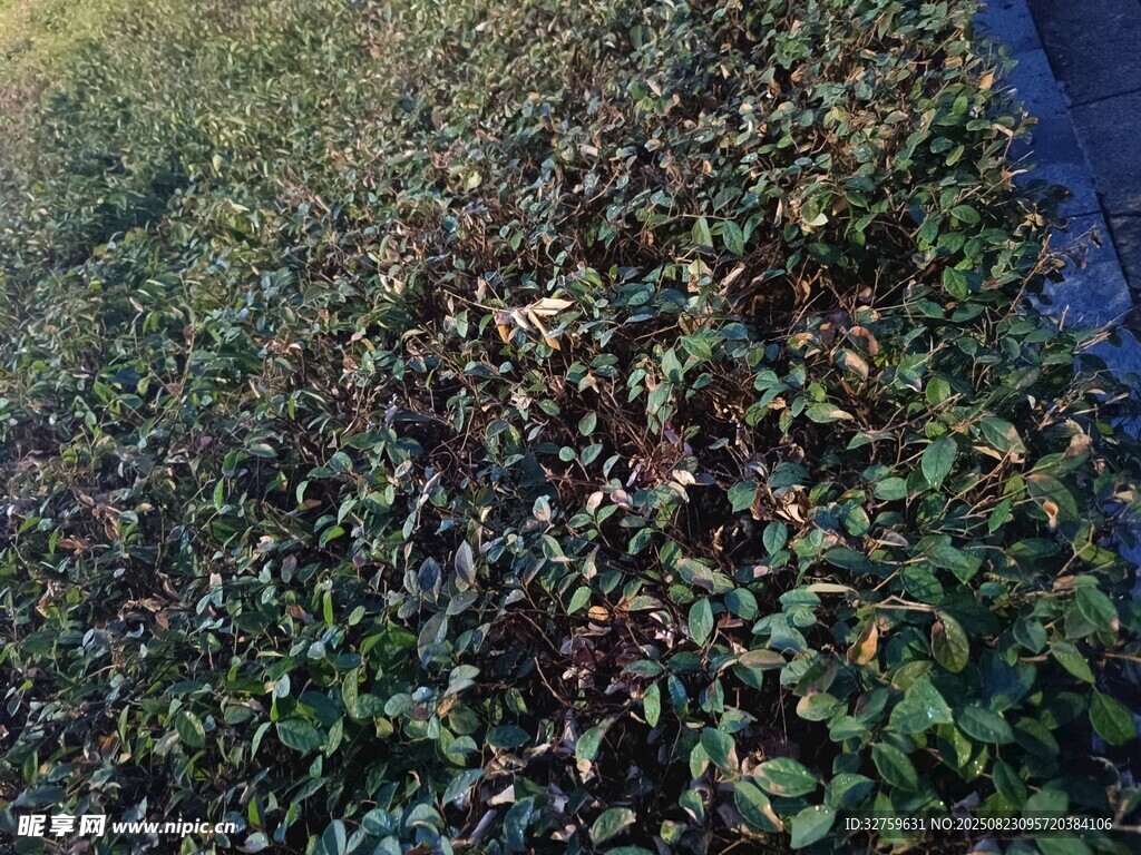 地面上的多彩植物叶片