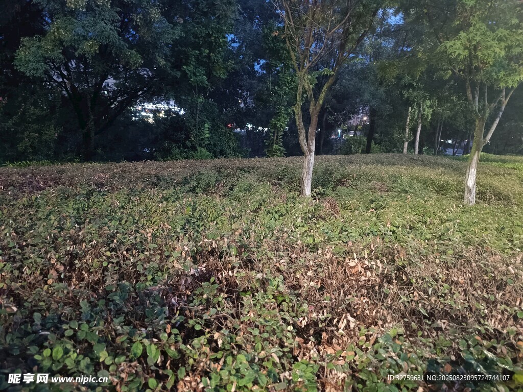 秋日草地落叶树木景观