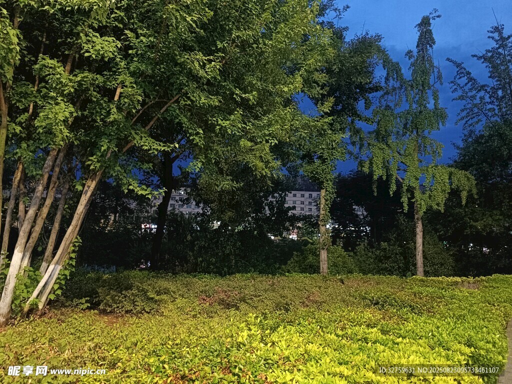 绿意盎然的林间草地