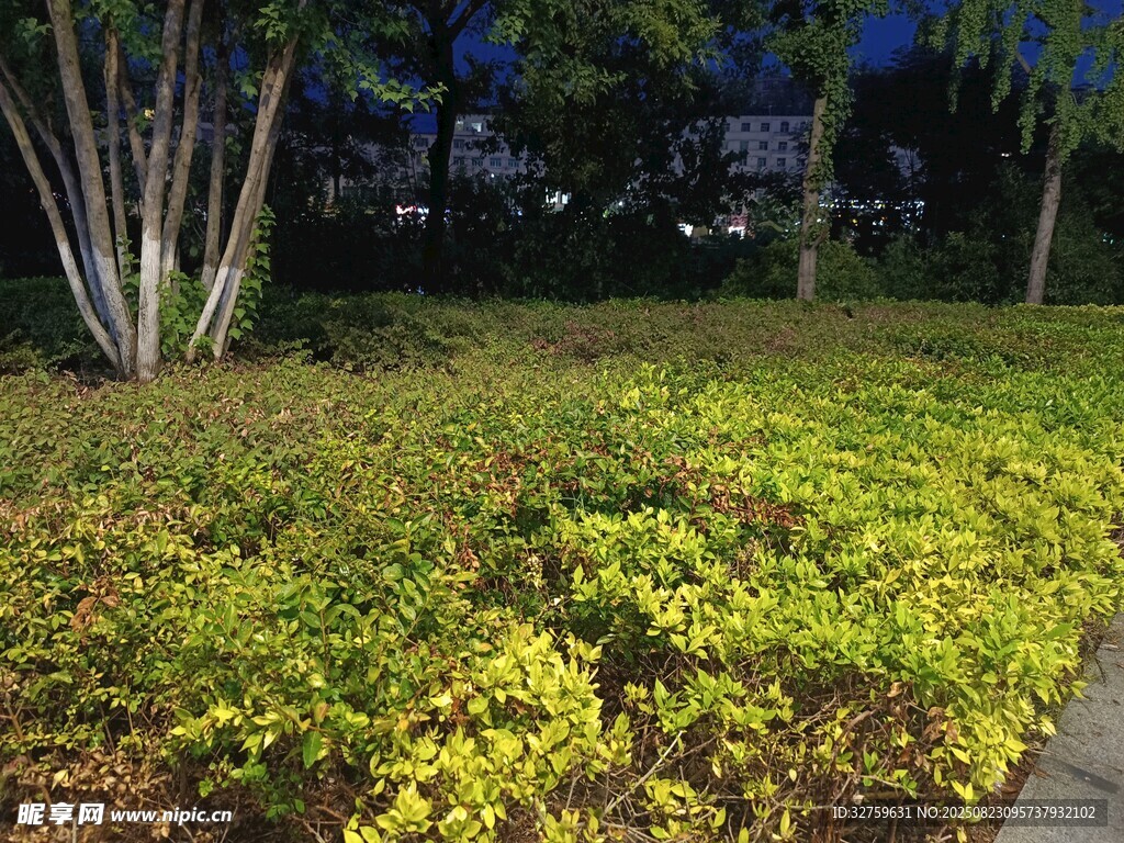 夜晚绿植景观