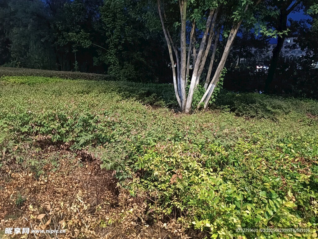 树下绿植景观