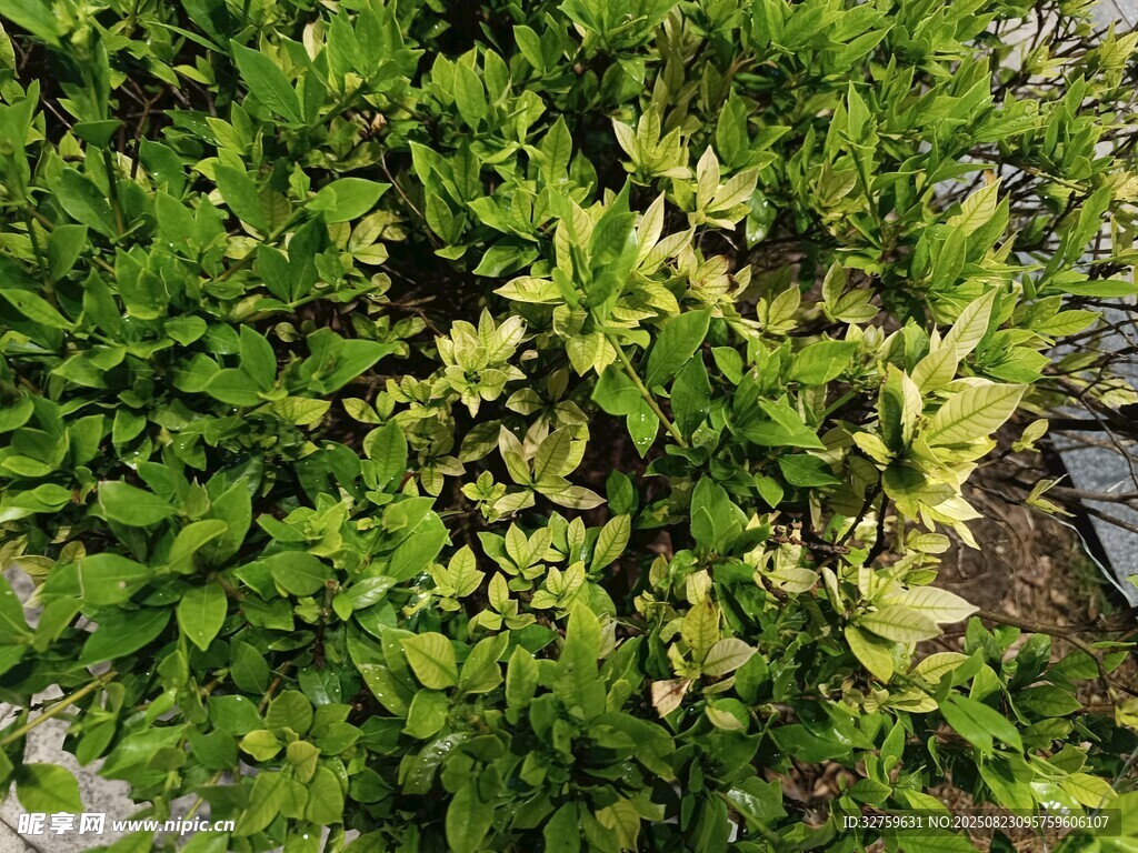 翠绿繁茂的灌木植物