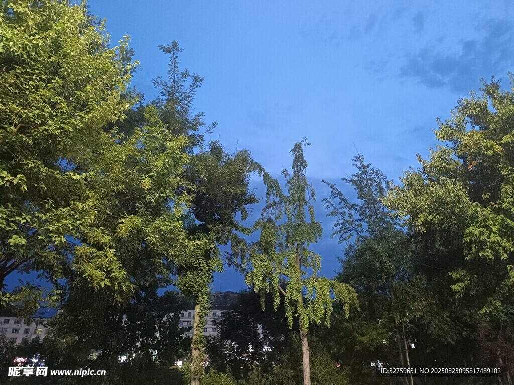 蓝天绿树风景美