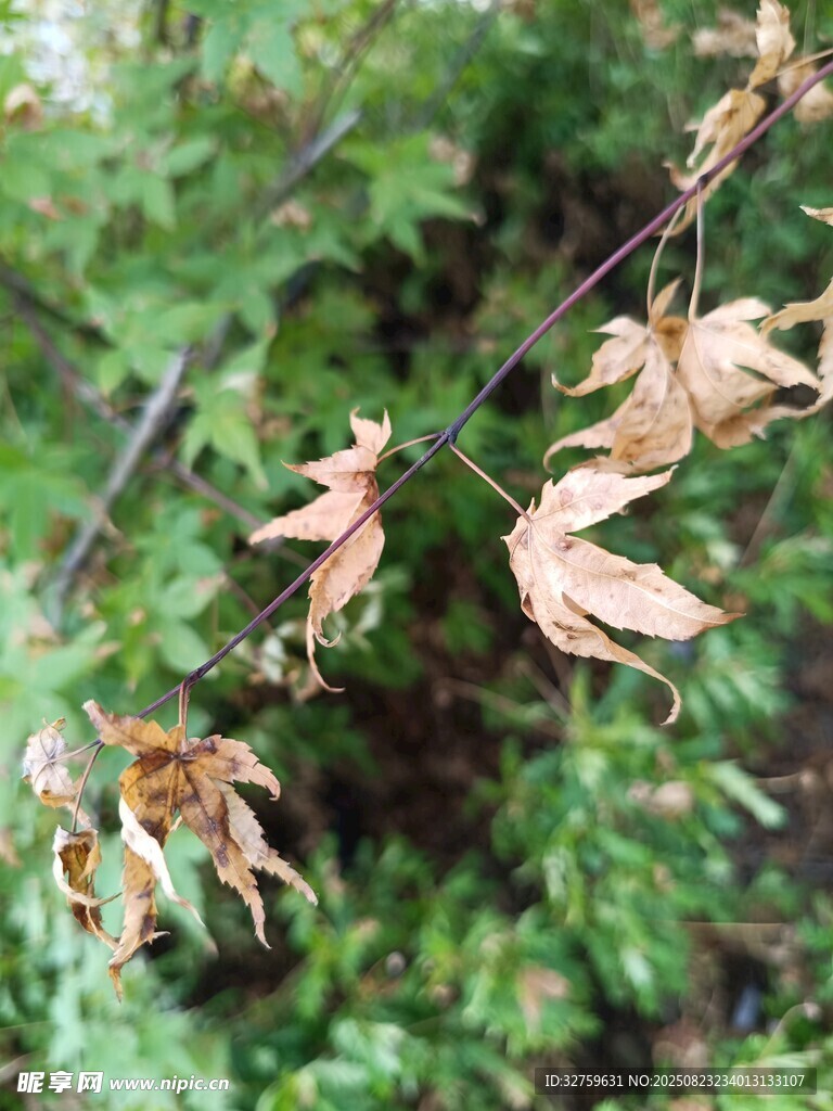 枯萎树叶与繁茂绿叶对比