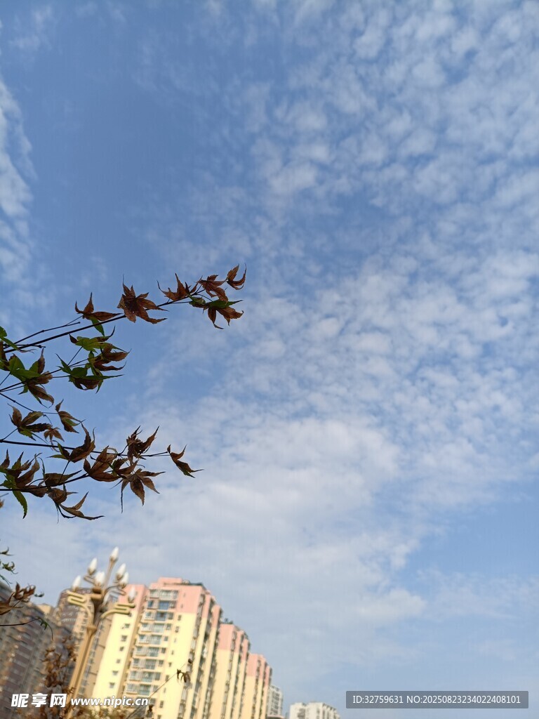 蓝天繁花映衬下的城市景