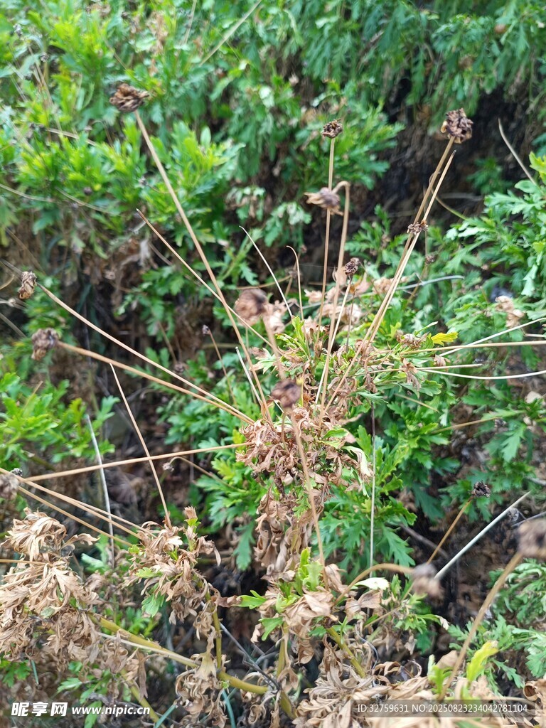 野外繁茂的丛生植物