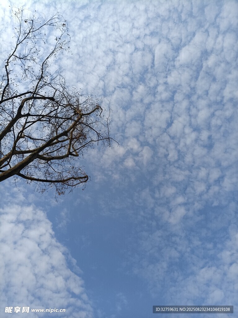 蓝天枯枝图