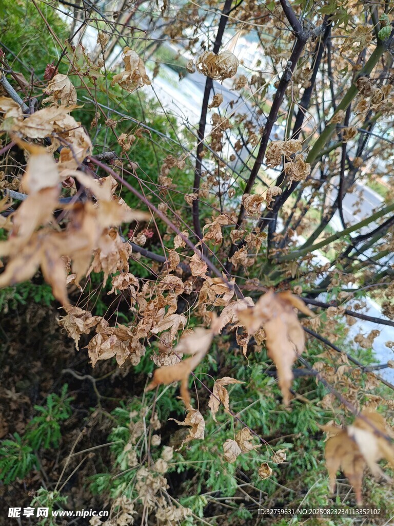 秋日枯叶与绿植交织景象