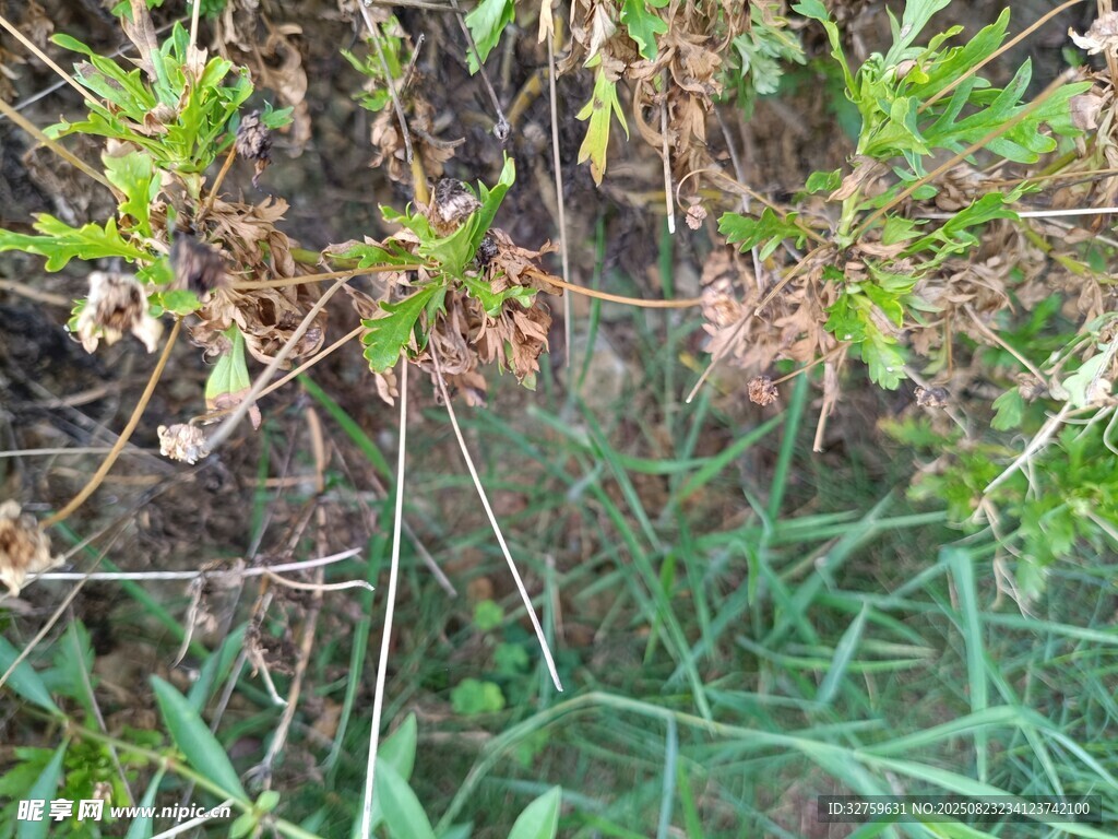  繁茂生长景象