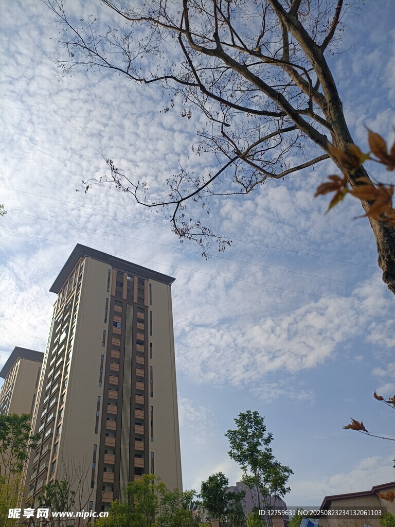 高楼旁的枯树与飞鸟