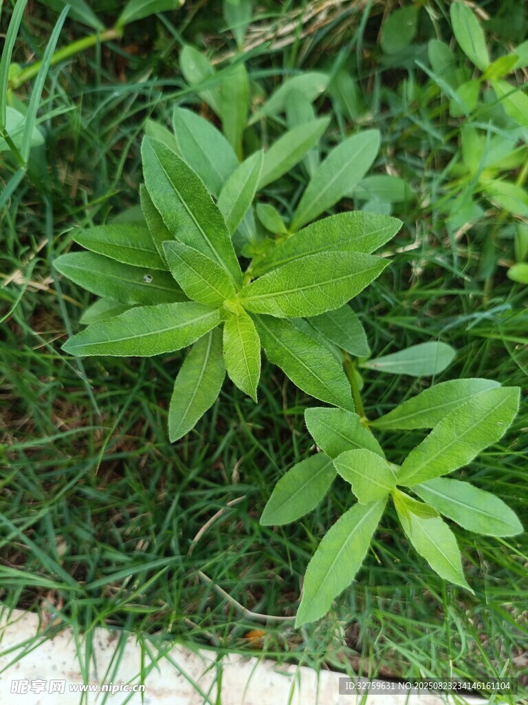 嫩绿小草生长于草丛中