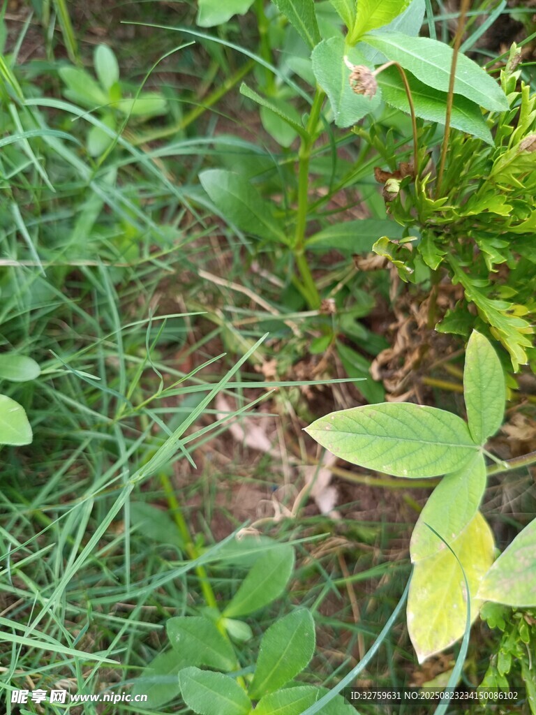 草丛中的嫩绿植物