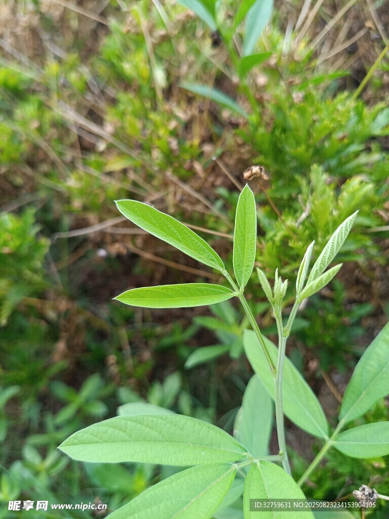 嫩绿植物特写
