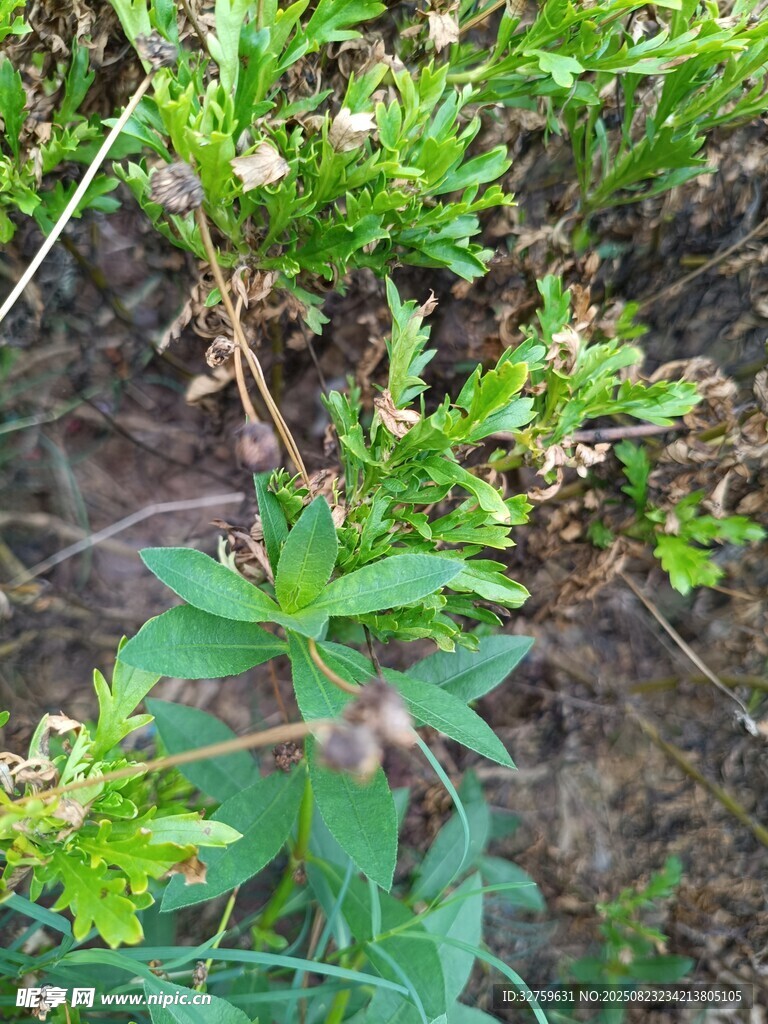 野外生长的绿色植物
