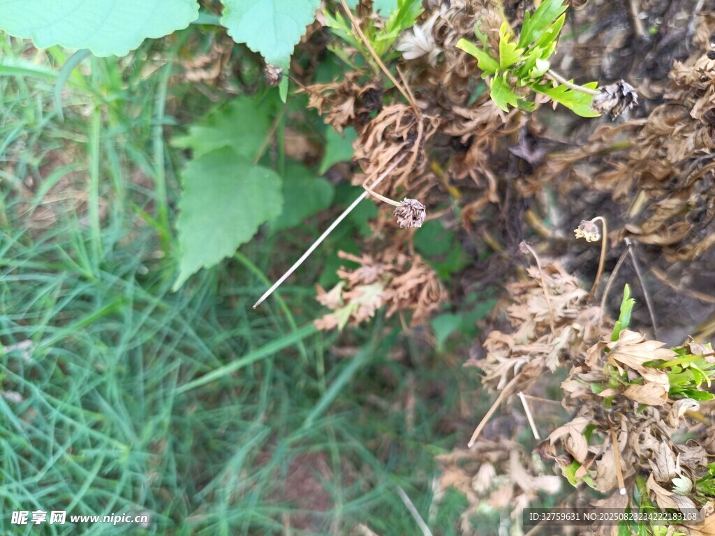 枯萎植物与绿色植物交织