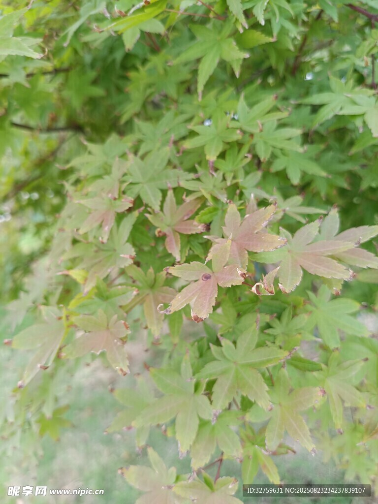 嫩绿枫叶枝头展