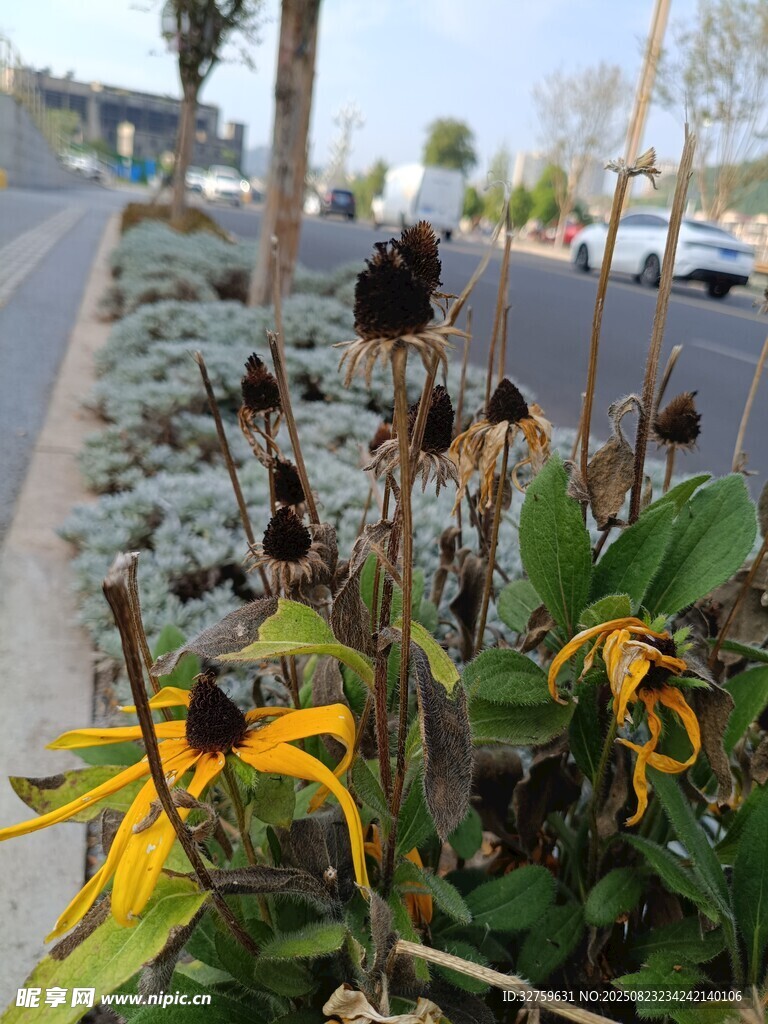 路边枯萎的向日葵景观