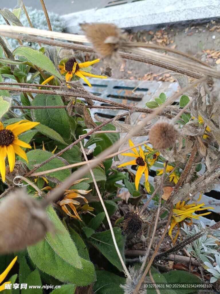 枯萎向日葵与绽放花朵并存