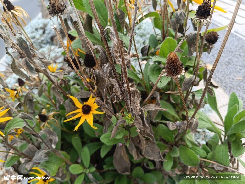 枯萎向日葵与残存花朵