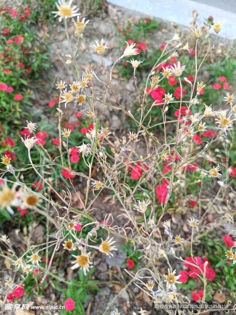 多彩小花绽放于草地间
