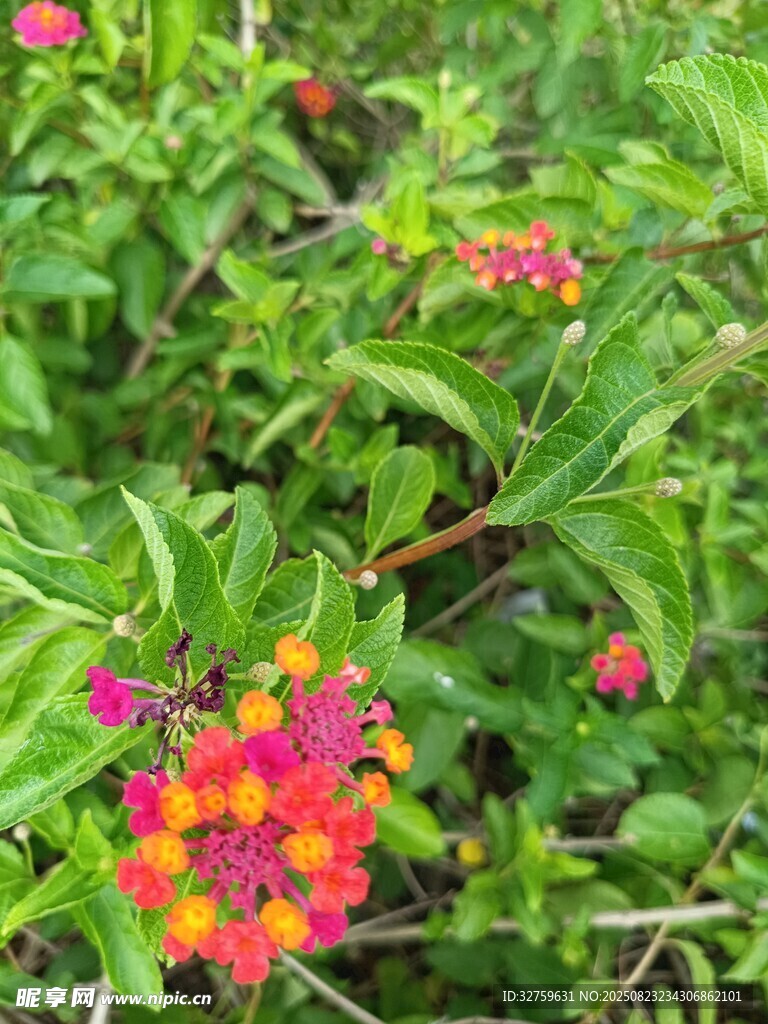多彩马缨丹绽放绿意间
