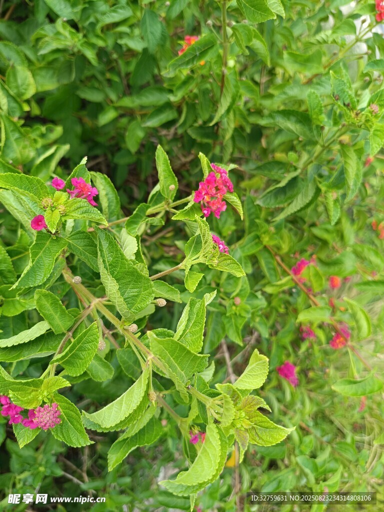 绿叶间的娇艳粉色小花