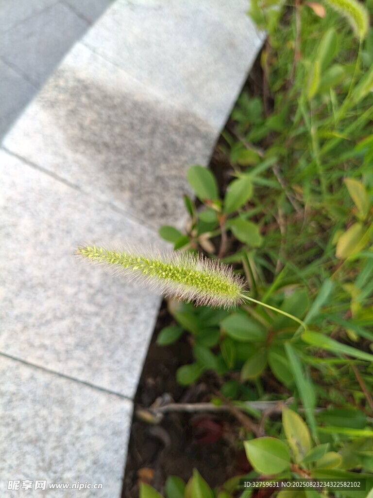 路边的狗尾草与绿植