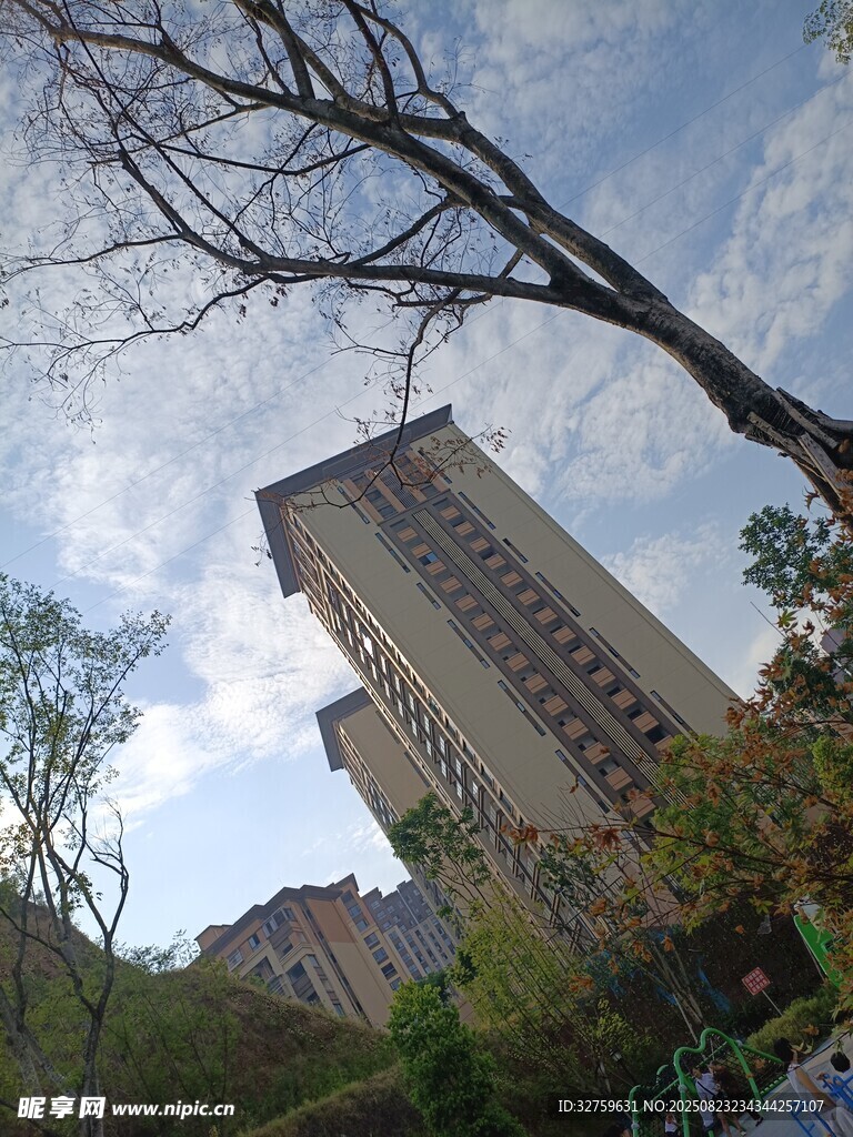 高楼旁的光秃树枝景观
