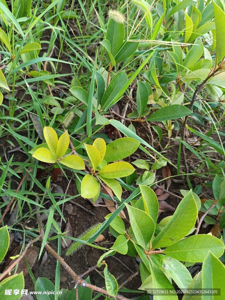 嫩绿植物生机盎然