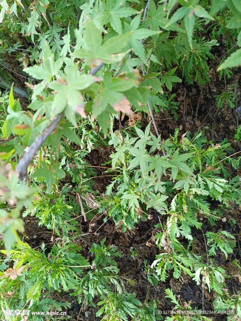 野外绿色植物景象