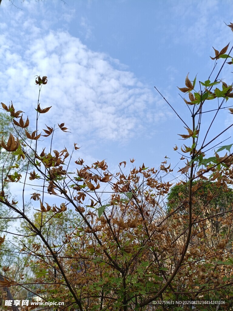 蓝天映衬下的繁茂枝叶