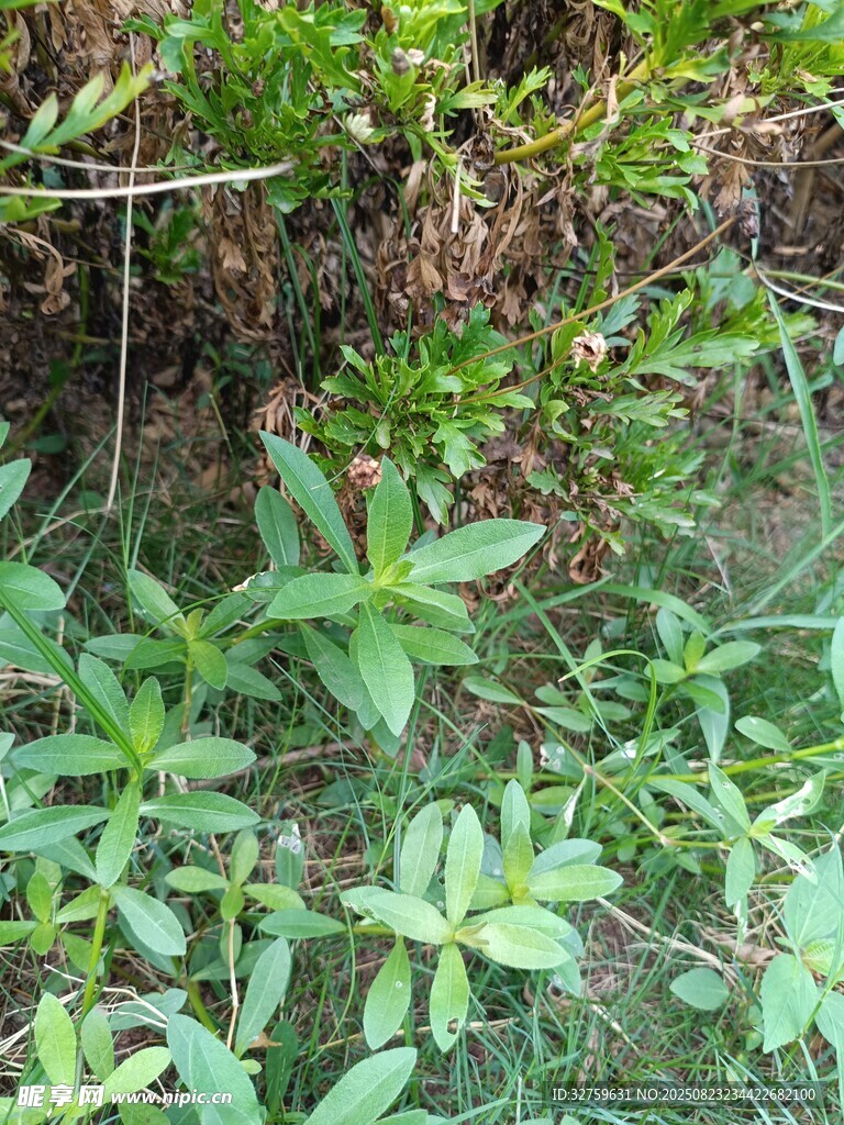 野外绿植景象