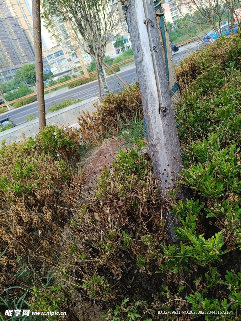 路边绿植与金属杆景观