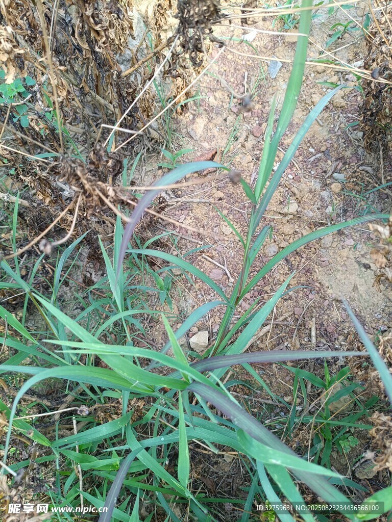 野外生长的绿色植物