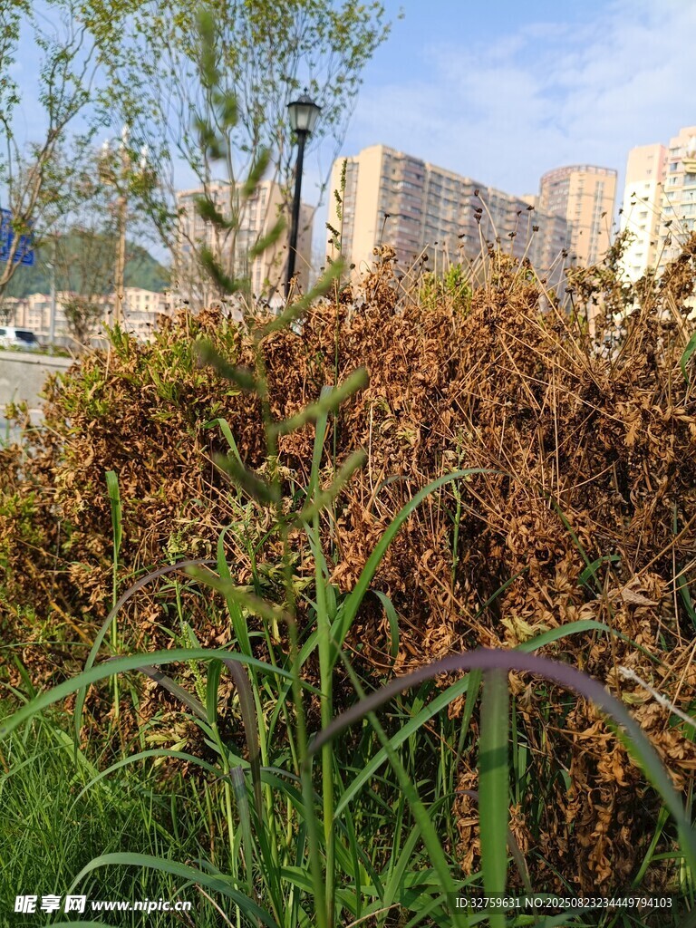 秋日植物景观