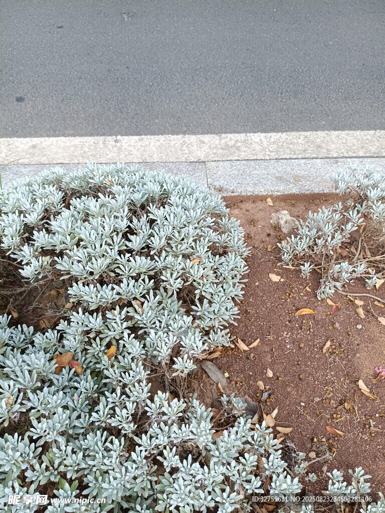 地面的蓝灰色低矮植物