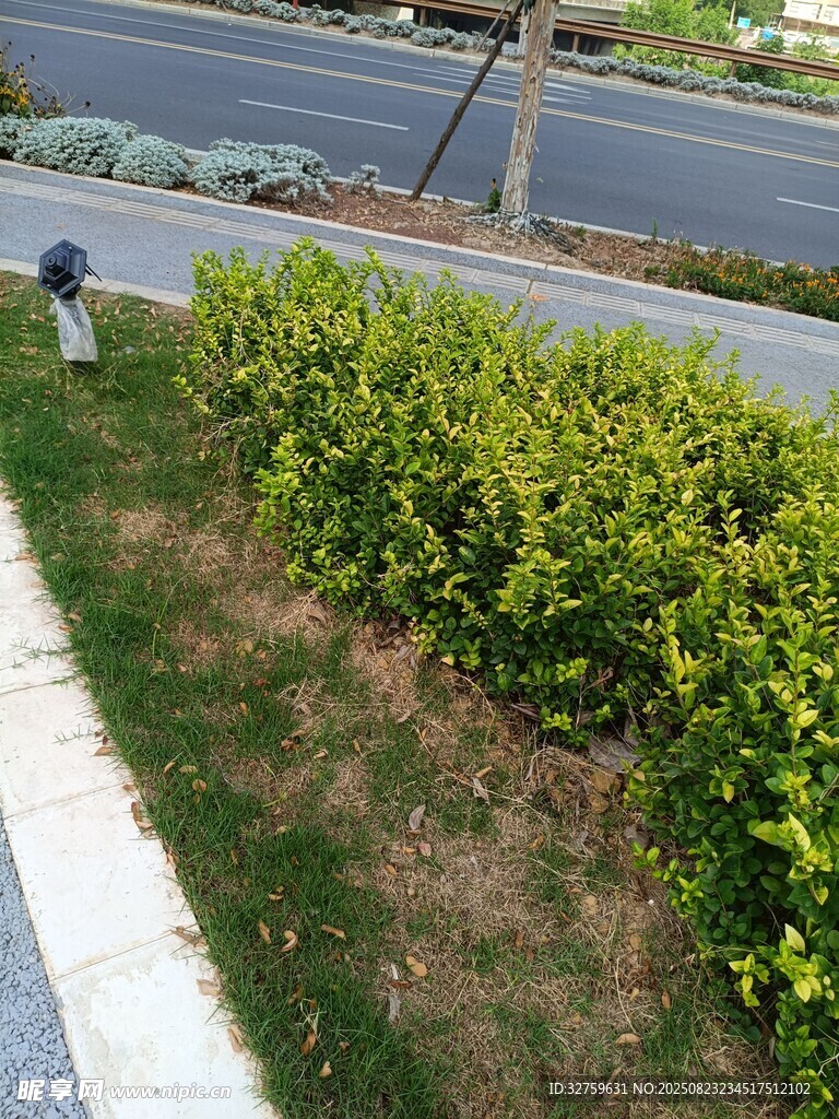路边绿植景观