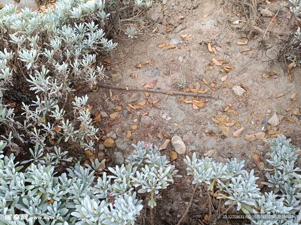 地面旁的灰绿色植物