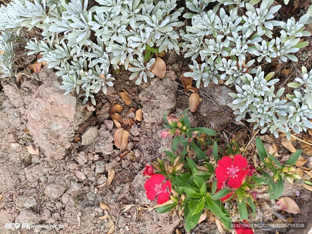灰绿植物旁的娇艳红花